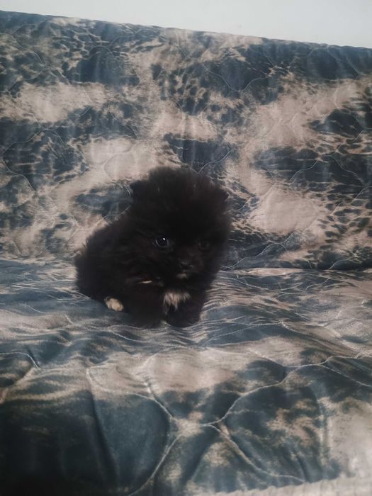 Свободно момче померан