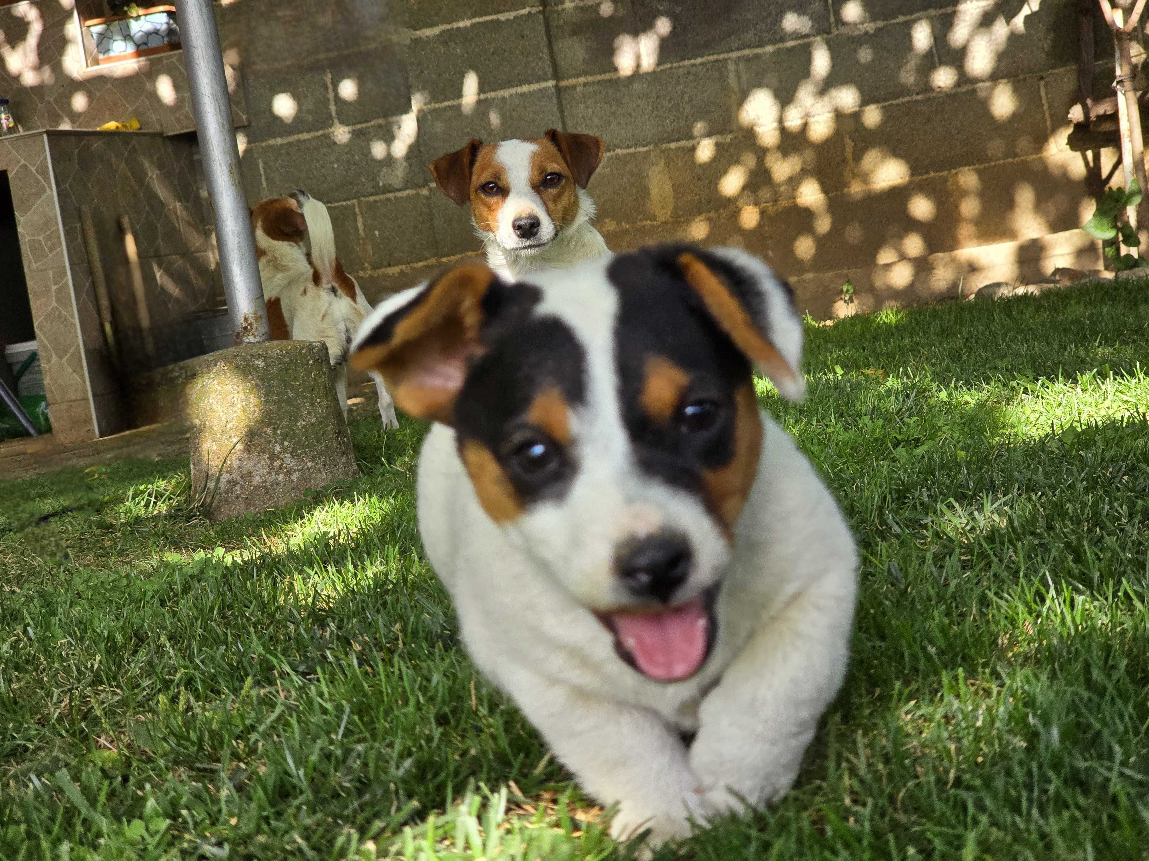 Мини Джак Ръсел Териер / Mini Jack Russell Terrier
