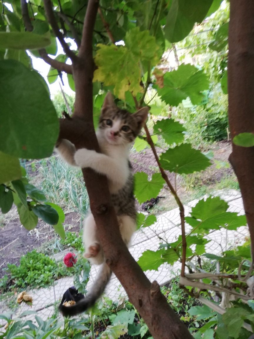 Подарявам Котета