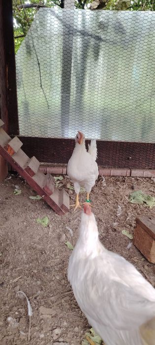 Cocosi din rasa Leghorn