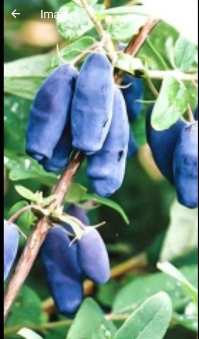 Butasi afin, aronia, coacaz