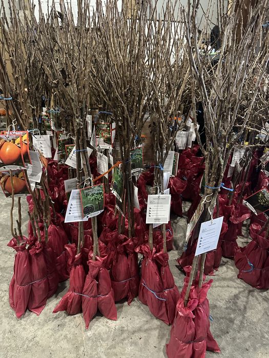 Pomi fructiferi certificati de la producator