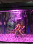 Acvariu 40L complet echipat