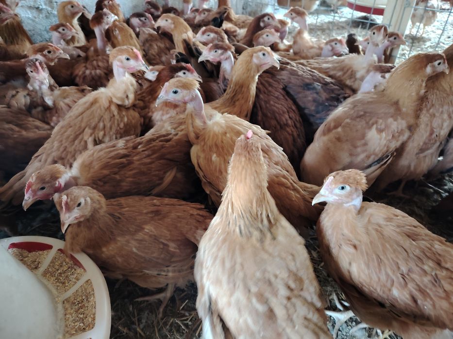 Vând puicuțe mixte Kabir