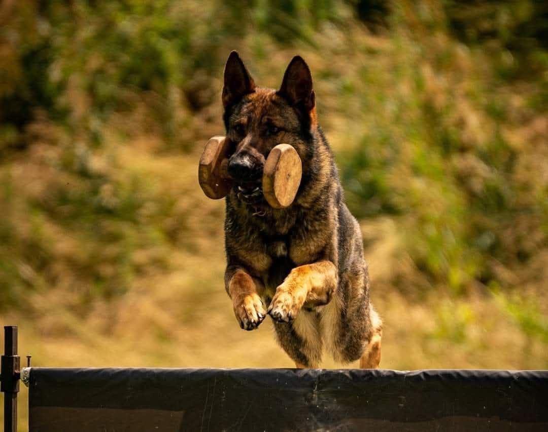 Pui Ciobanesc German Cu Pedigree