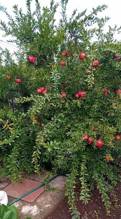 Rodie Acco anul 3 si 4 la ghiveci