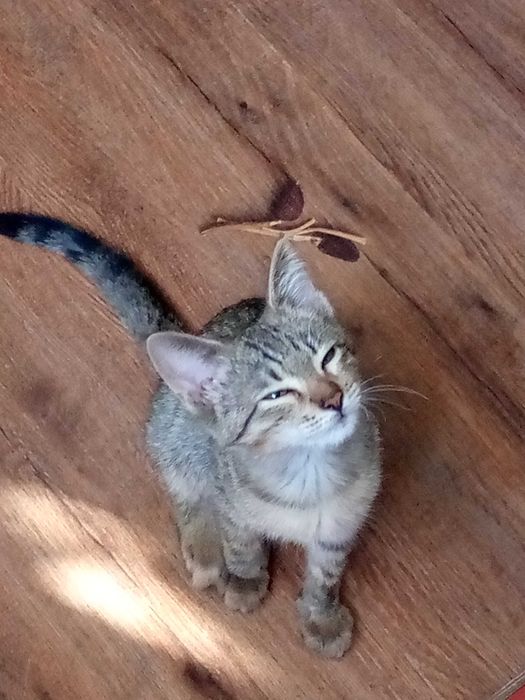 Пристраивается котенок 3-4 месяца