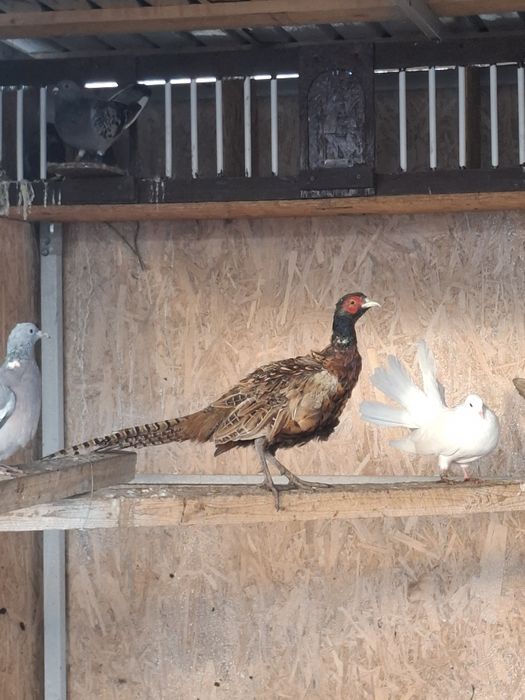 Fazani comuni disponibili