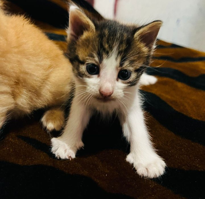 Donezpisici mici