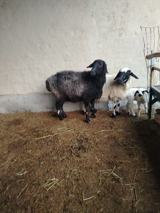 Куйлар сотилади келишилган нархда