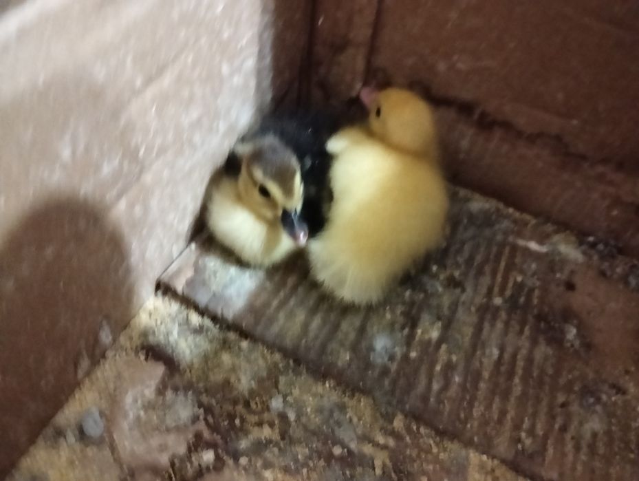 Bobocii leșești .