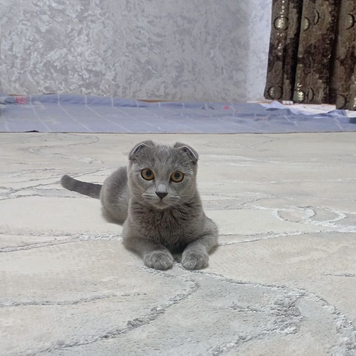 Вислоухая шодландская кошка