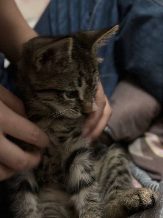 Отдам котенка в добрые руки