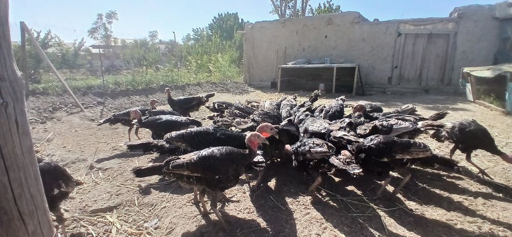 Курка сотилади 4 ойлик 5 ойлик 7 ойлик жужалар