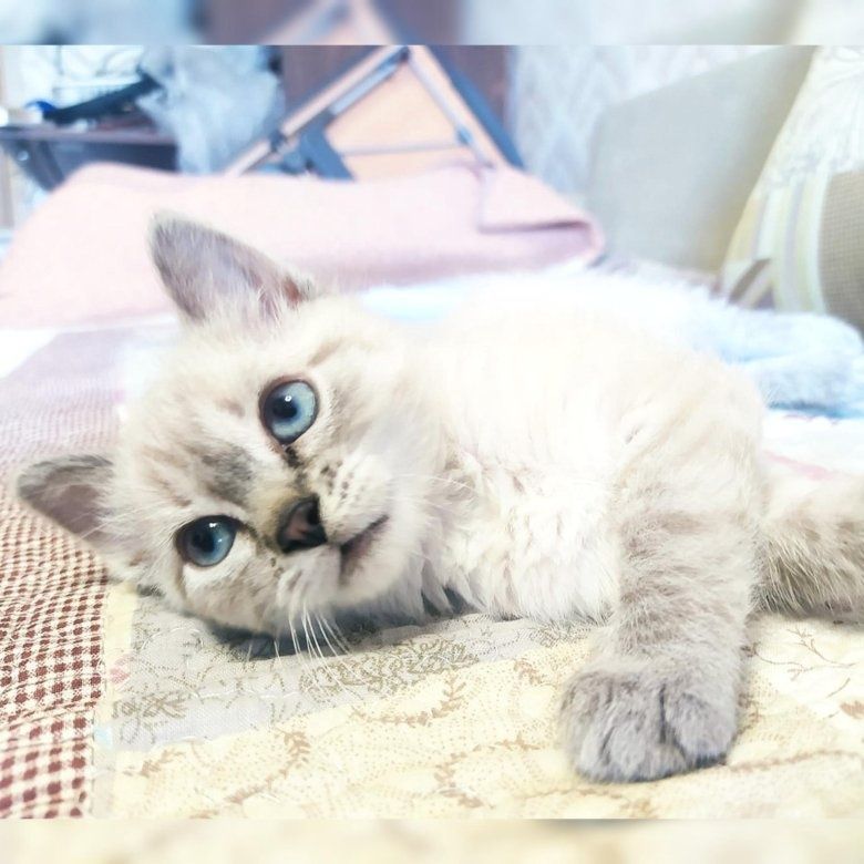Продаются котята тайской породы кошек!