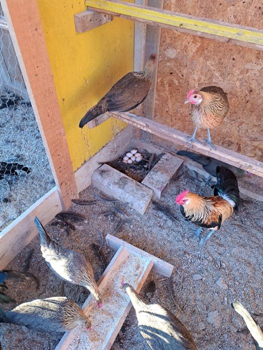 Vând oua de la găini Phoenix