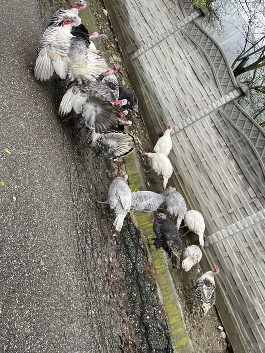 Curcani de vânzare – crescuți natural