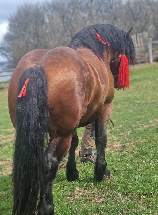 Vând Armăsar de 3 ani