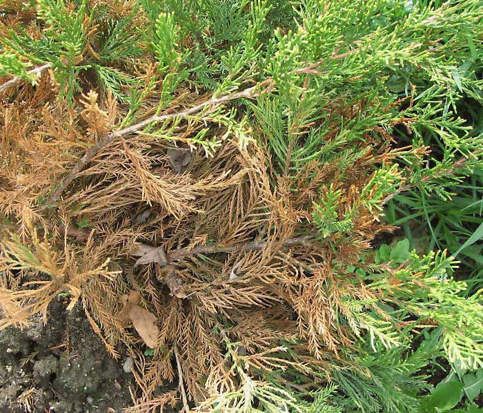 Богбон Арча дорилаш. Садовник Обработка декоративных культуры.