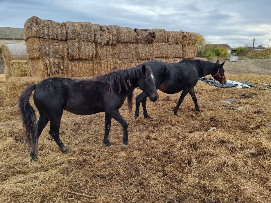 Vând sau schimb manză