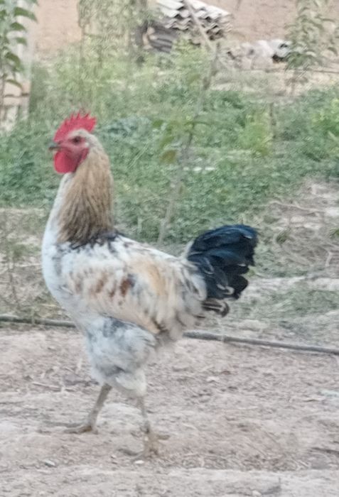 Хуроз сотилади соглом