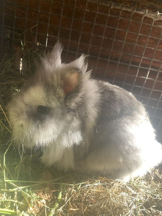 De vanzare, iepuri cap de leu de 5 luni si cel mare de 1 an