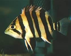 Продаётся рыбы срочно