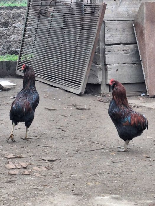 Cocos Auracana soi curat