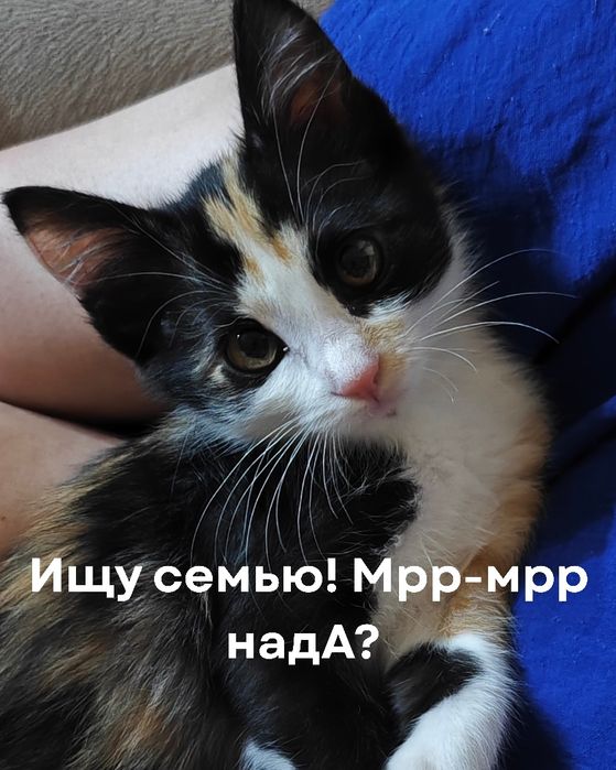 Котенок трехцветка в добрые руки