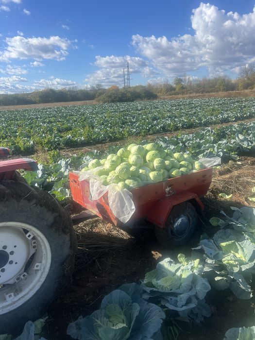 Зеле на едро и дребно