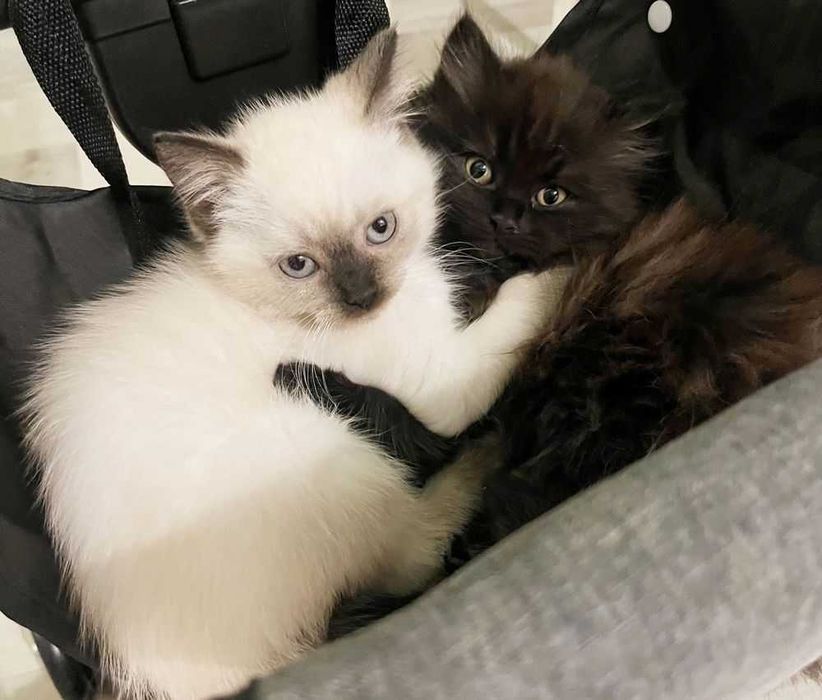 Donez pisoi ragdoll si british long hair