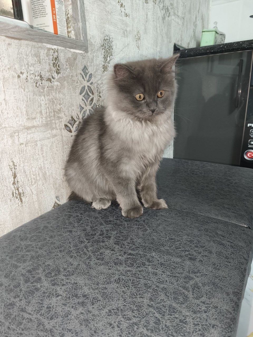 British longhair õgilbola  mushuk