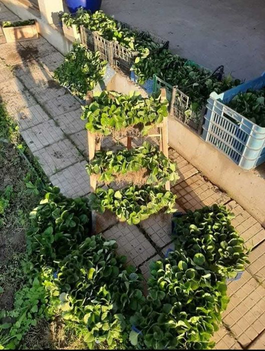 Разсад ягоди сорт Клери