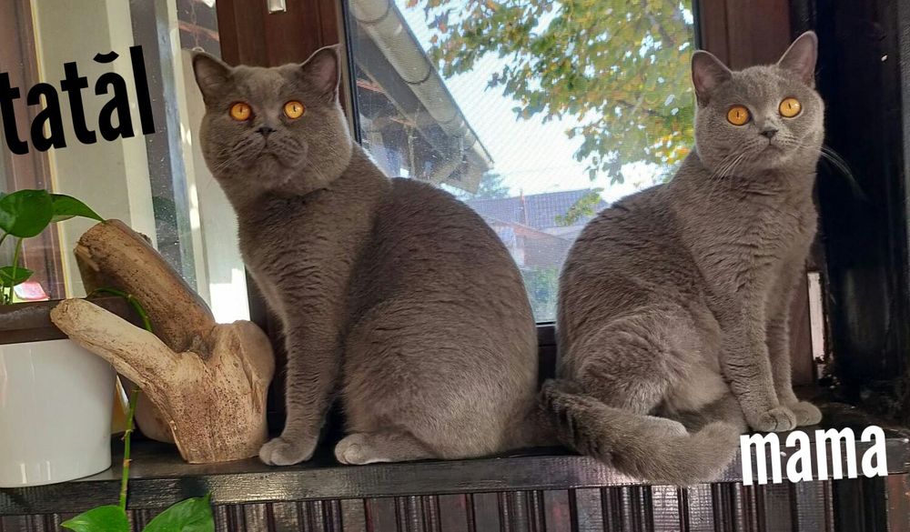 Pui fetiță British Shorthair ORADEA
