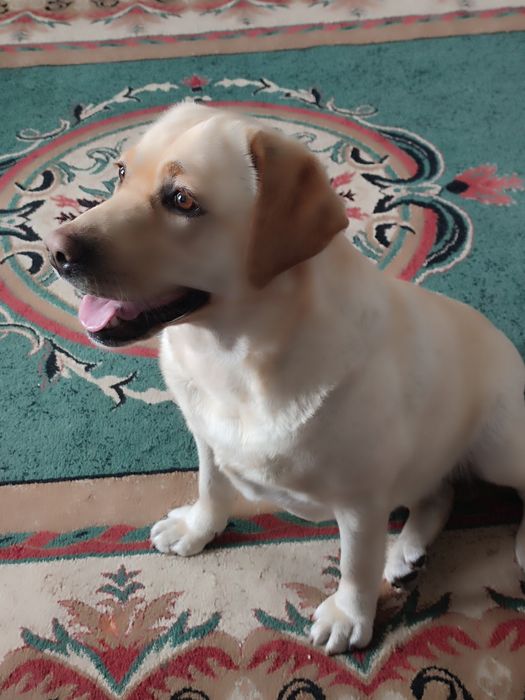 Лабрадор девочка