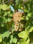 Vând struguri de vin și de masa