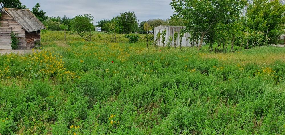 Teren intravilan 2300mp Sarulesti Sat Calarasi