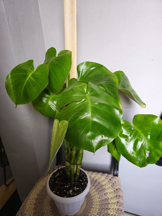 Комнатные цветы приятная цена