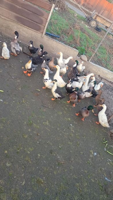 Rațe de vânzare preț în privat