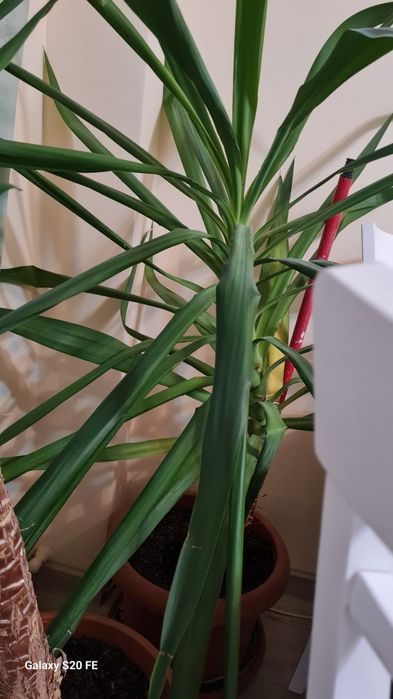 Planta decorativa Yuka