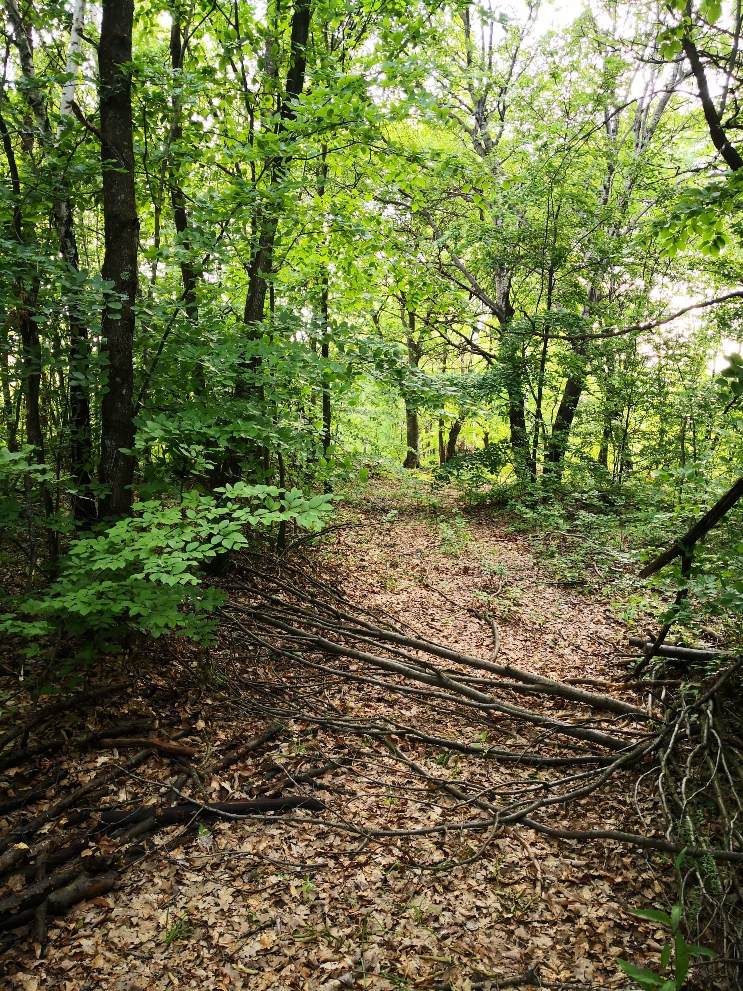 Teren 2,5 ha Negreni, Cluj – pădure, și curent