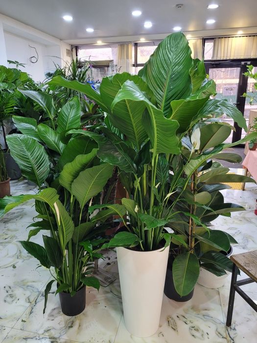 Спатифиллум гигант. Спатифиллум Себастьяно.  Спатифиллум Сенсация.