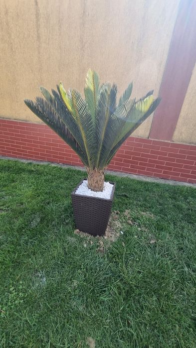 Palmieri artificiali