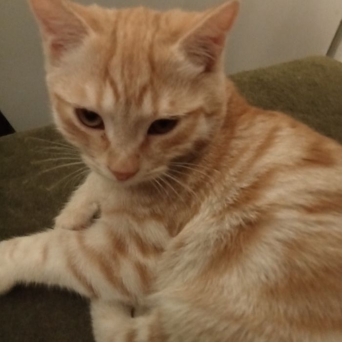 Продам котят 3,5 месяца. Британцы короткошерстные.