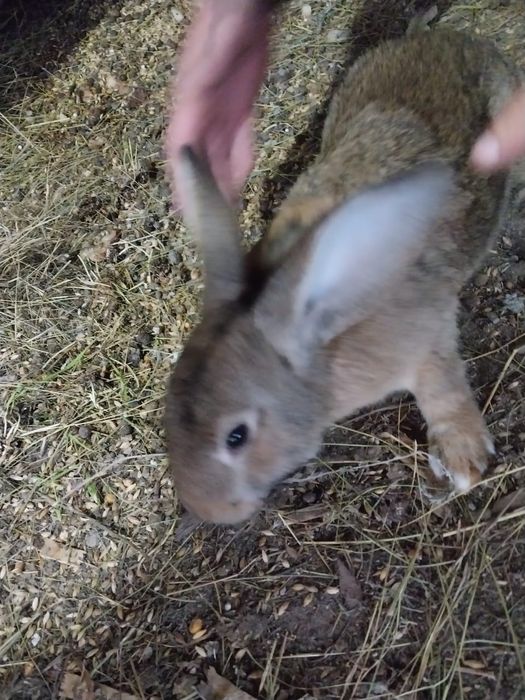 Продам кроликов разные