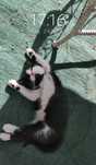 Dau pisicuta spre adoptie!!!