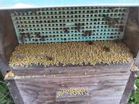 Polen crud/congelat