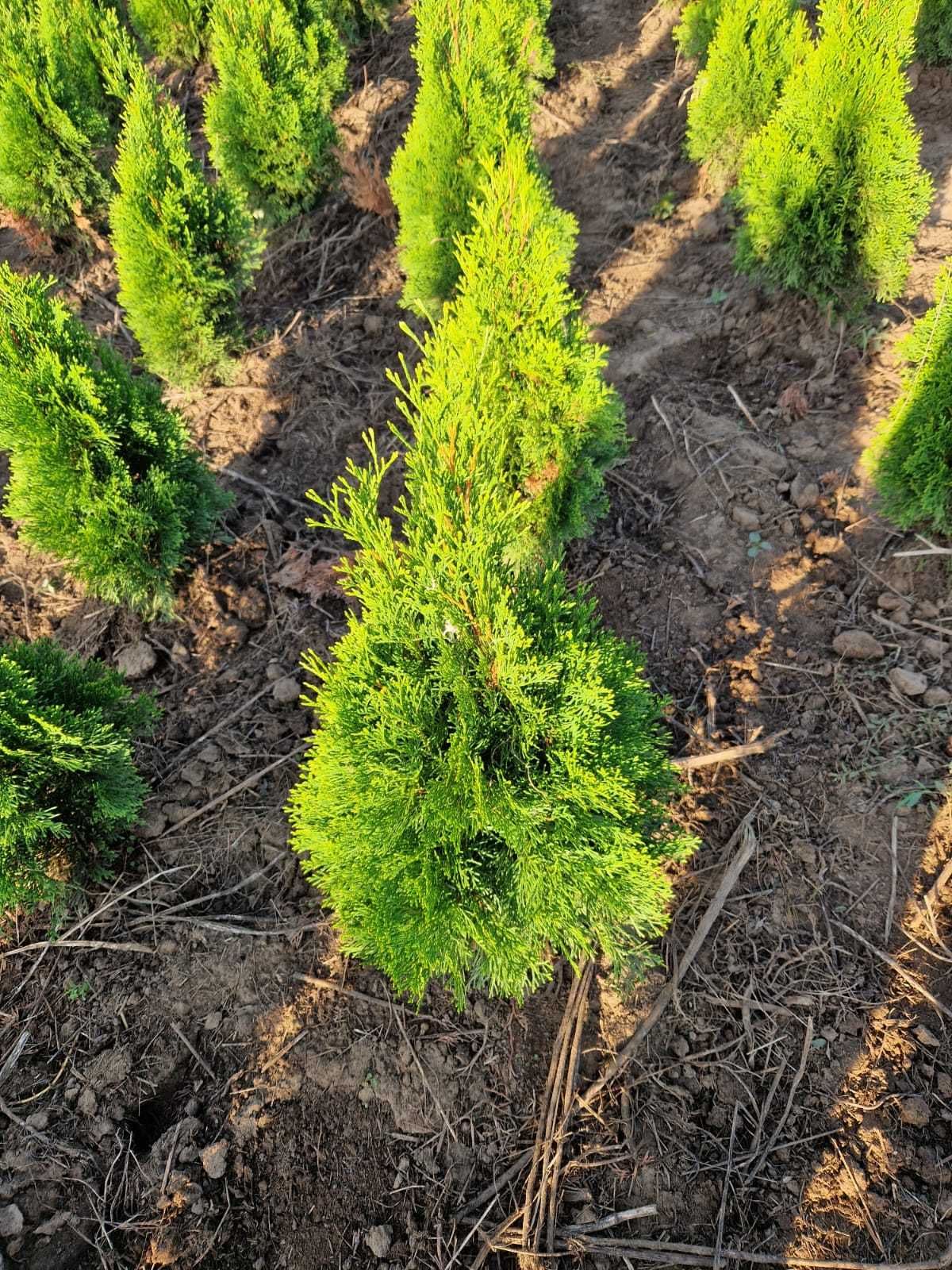 Tuia Thuja Thuia Smaragd (Thuja Occidentalis Smaragd)