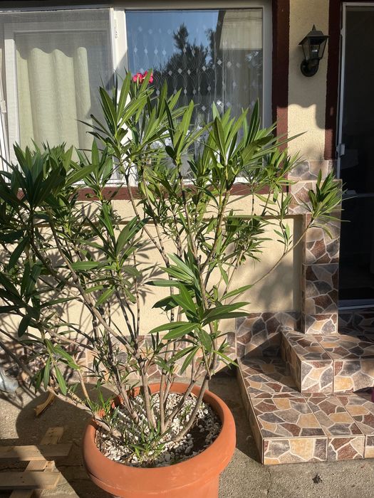 Flori de interior și exterior