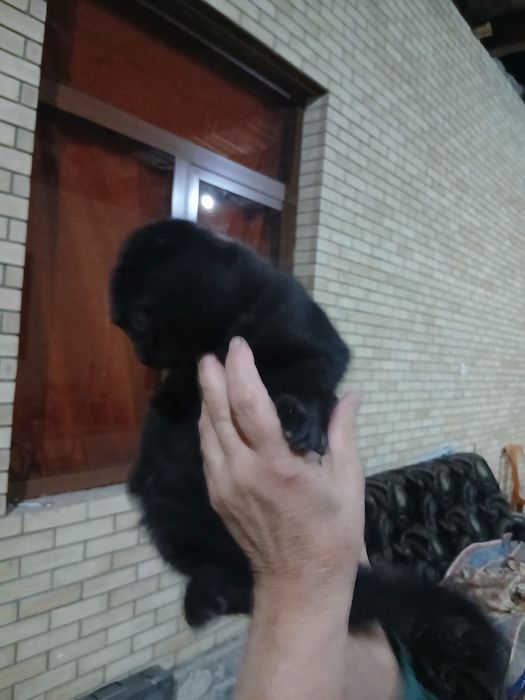 вислоухая кошка продам